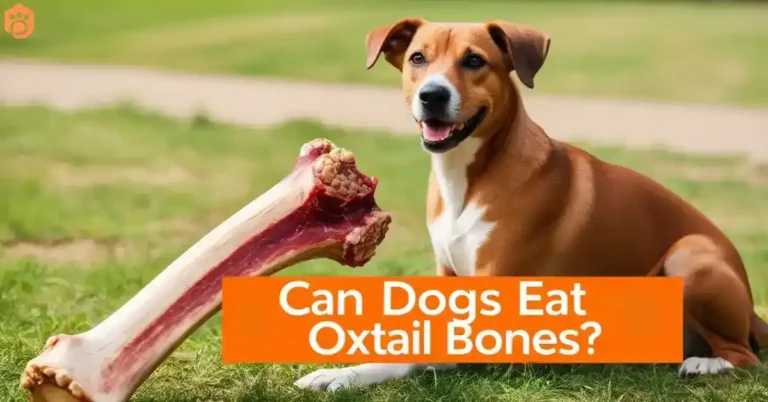 can dogs eat oxtail bones