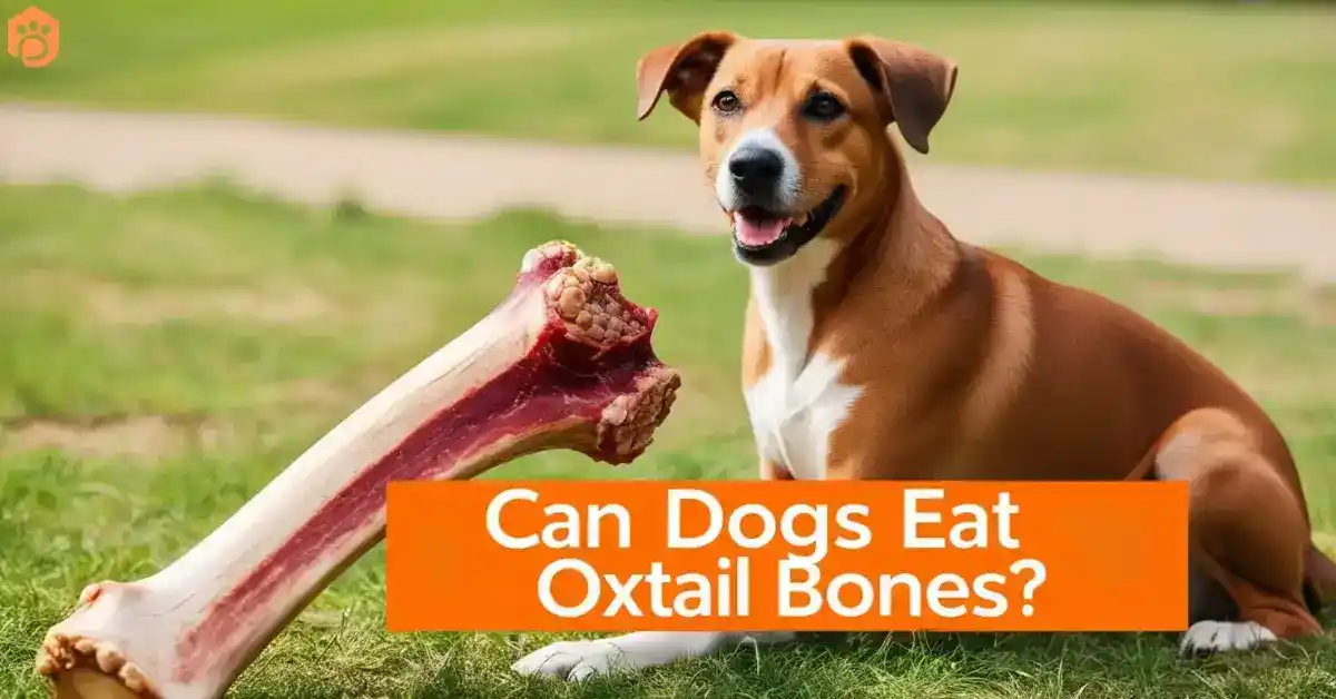 Can Dogs Eat Oxtail Bones Benefits and Shocking Risks