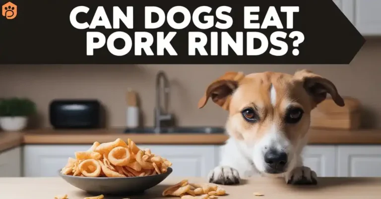 dogs eat pork rinds