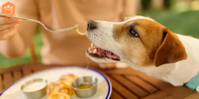 Can Dogs Eat Rang Dressing