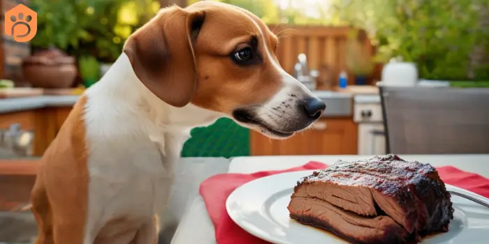 Can Dogs Eat Brisket