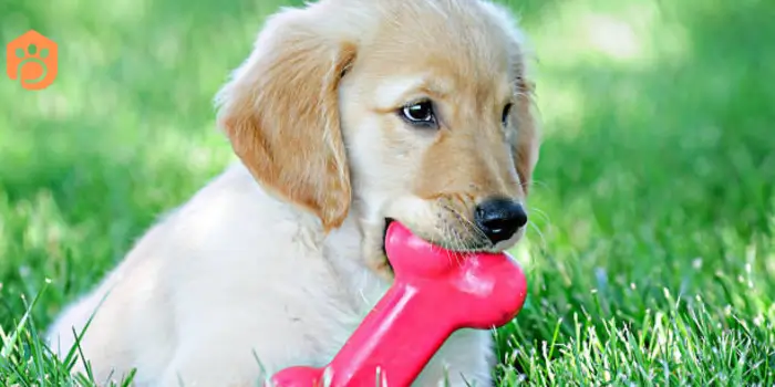 dogs eat sour gummy worms