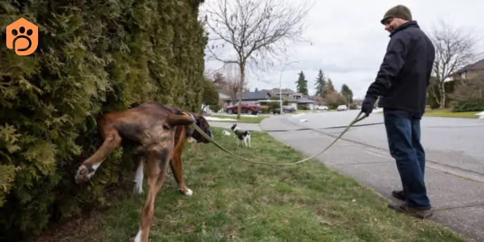 stop dog from peeing on rug