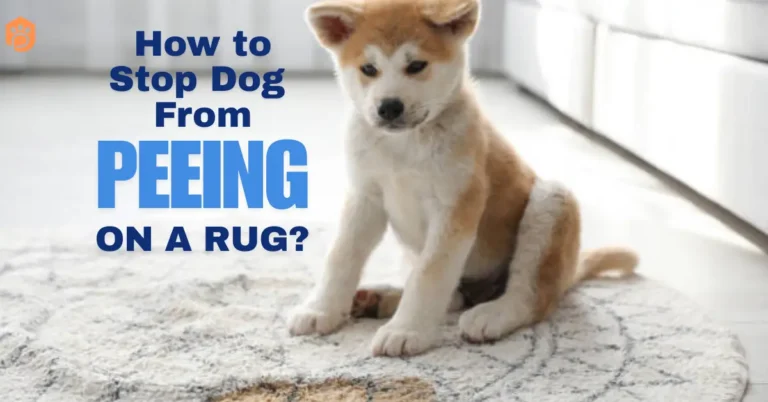 how to stop dog from peeing on rug