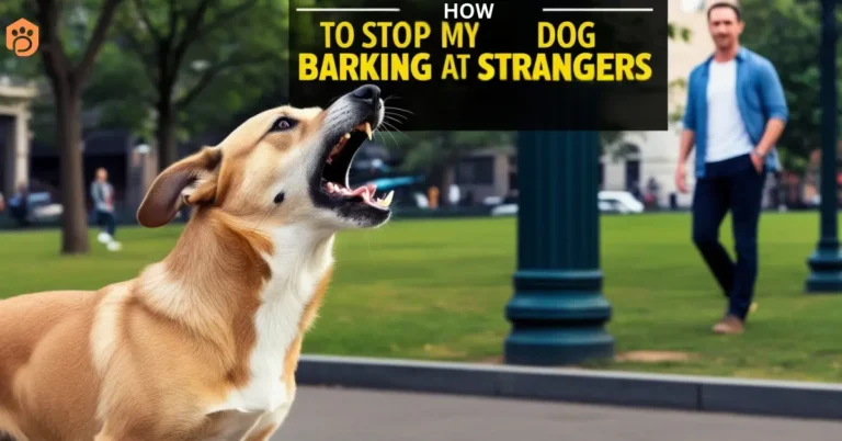 how to stop my dog from barking at strangers