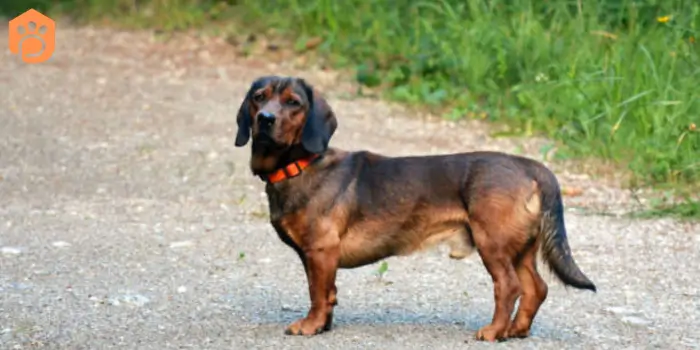 Austrian dog breeds