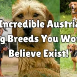 Austrian dog breeds