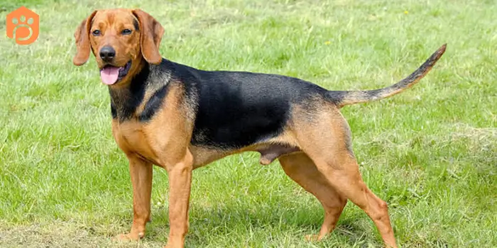 Austrian dog breeds