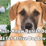 Danish dog breeds