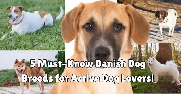 Danish dog breeds