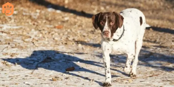 Danish dog breeds